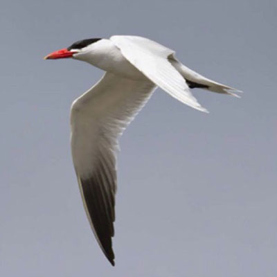 5-2-caspian tern