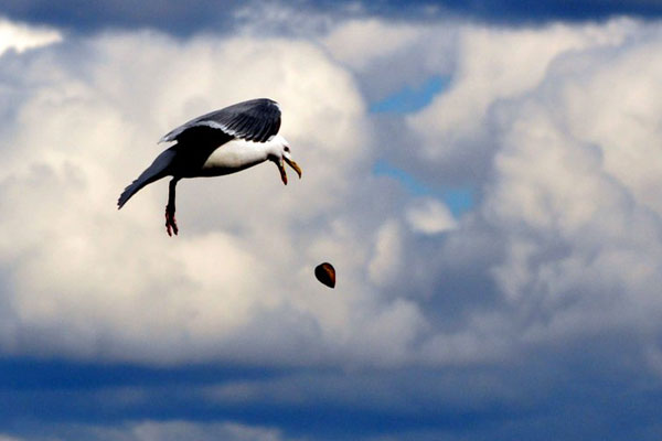 Glaucous-winged Gull