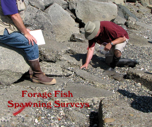 Forage fish survey