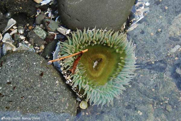 Aggregating Anemone