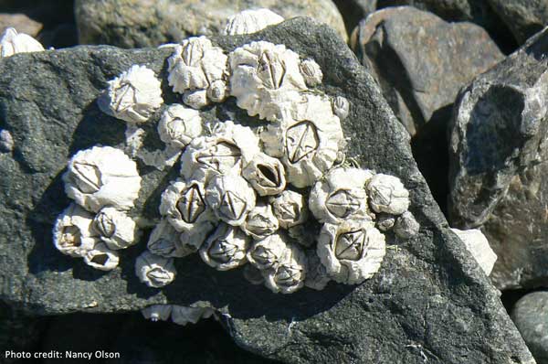 Barnacles