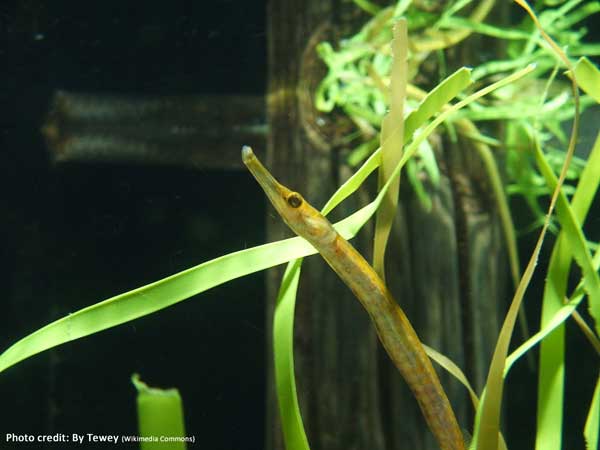 Bay Pipefish