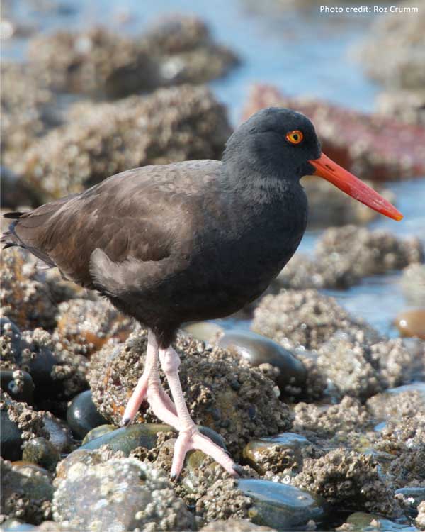 Black Oystercatcher