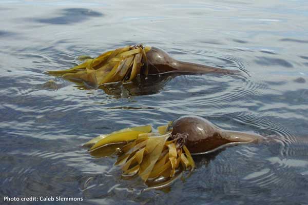 Bull Kelp