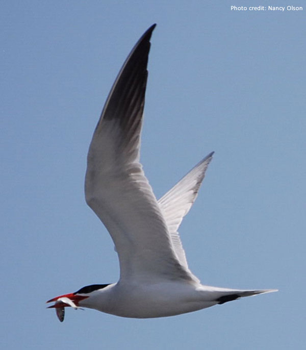 Caspian Tern