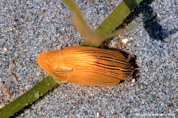 Eelgrass Sea Slug