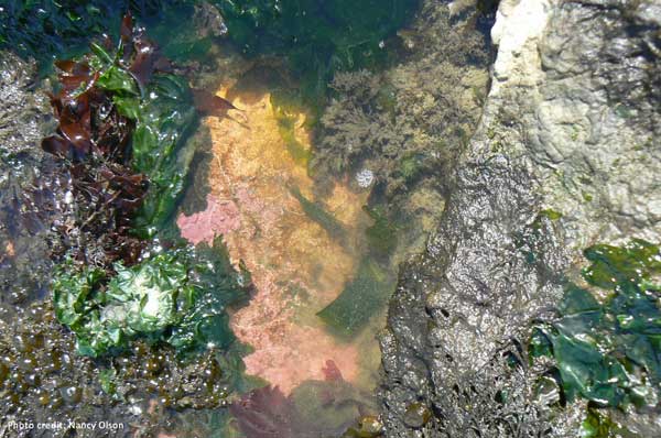 Encrusting Coralline Algae