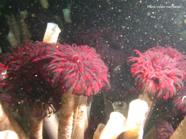 Feather Duster Worm