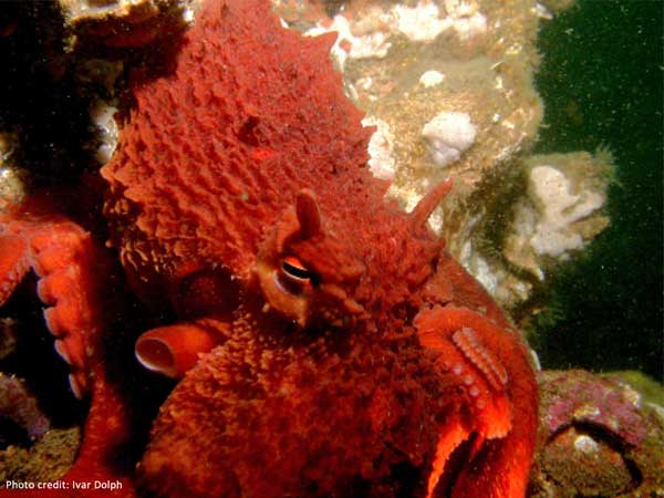 Giant Pacific Octopus