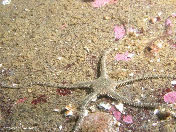 Long-armed Brittle Star