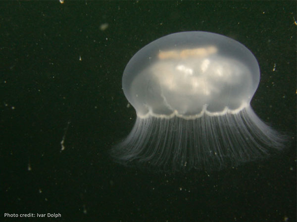Moon Jelly
