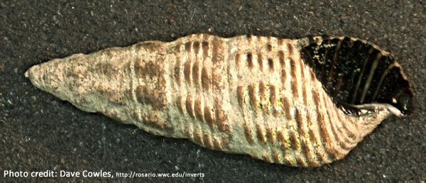 Mud Snail