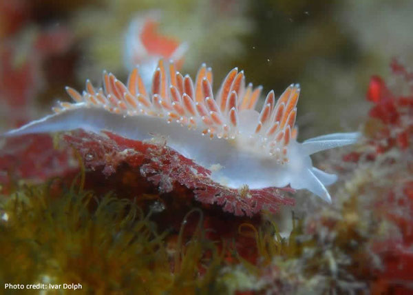 Opalescent Nudibranch