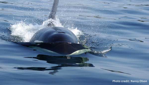 Orca
