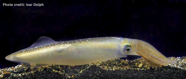 Pacific Squid