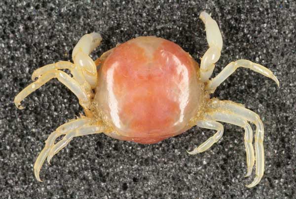 Pea Crab
