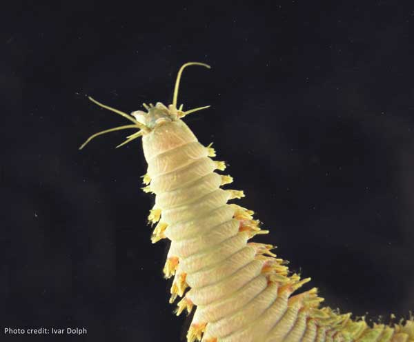 Pile Worm