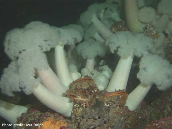Plumose Anemone