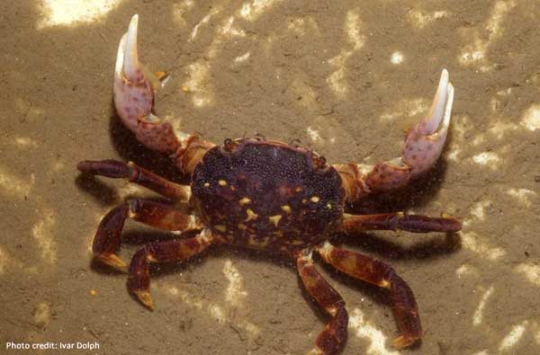 Purple Shore Crab