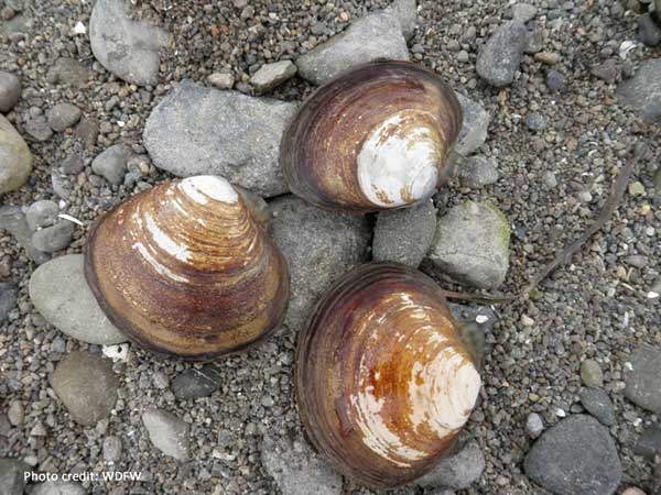 Purple Varnish Clam