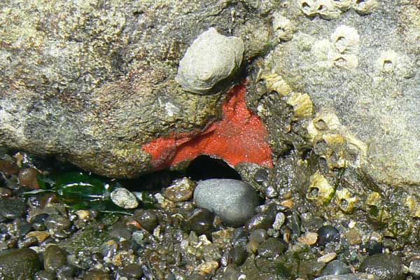 Red Encrusting Sponge