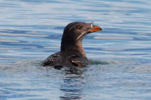Rhinoceros Auklet