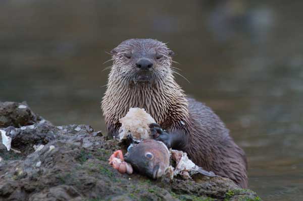 River Otter