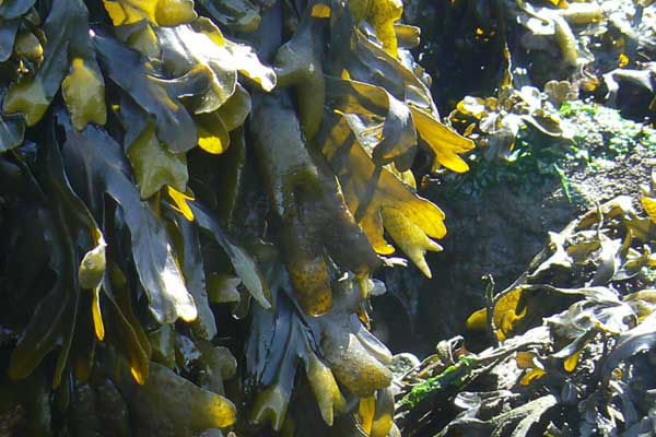 Rockweed