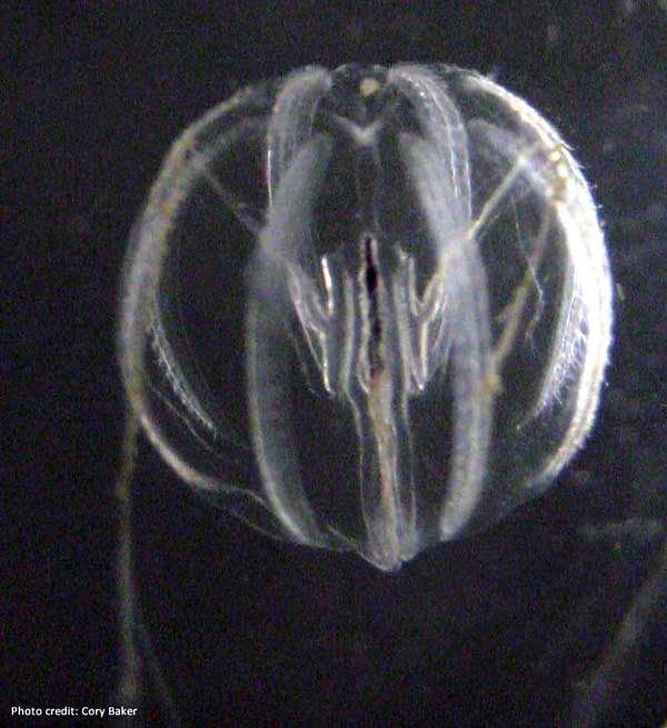 Sea Gooseberry