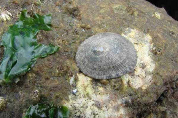 Shield Limpet