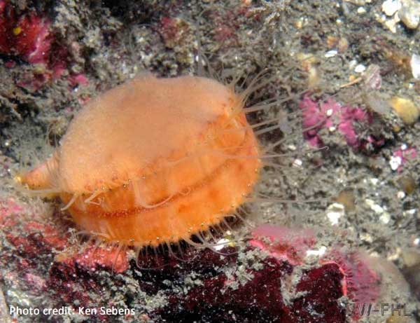 Swimming Scallop