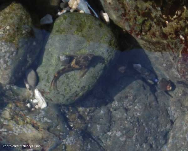 Tidepool Sculpin 