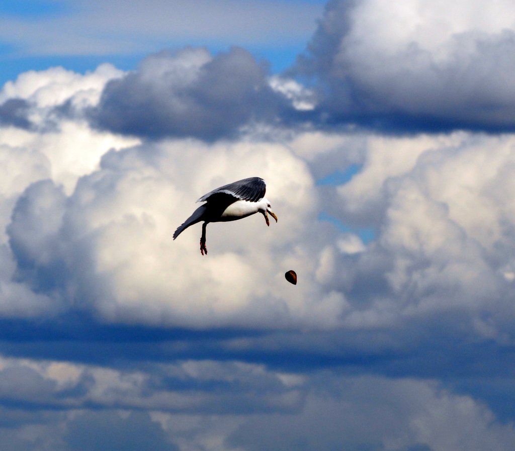 gull dropping shell by julie hall