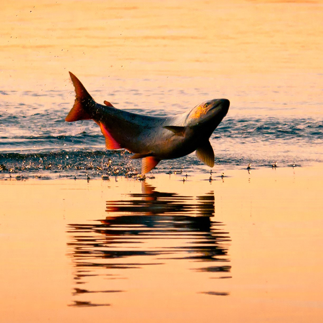 chinook jumping sunset cropped